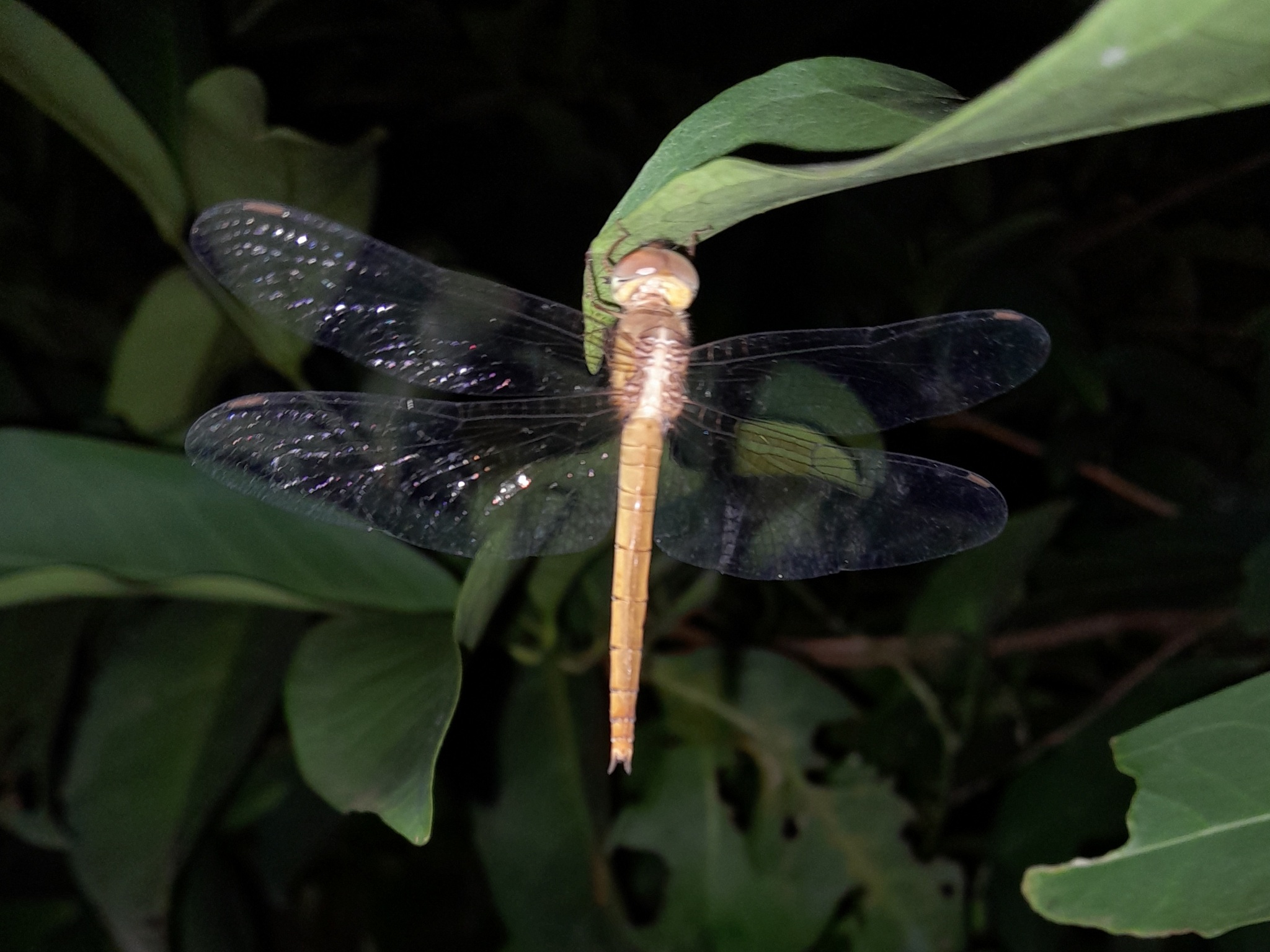 Coral-Tailed Cloudwing