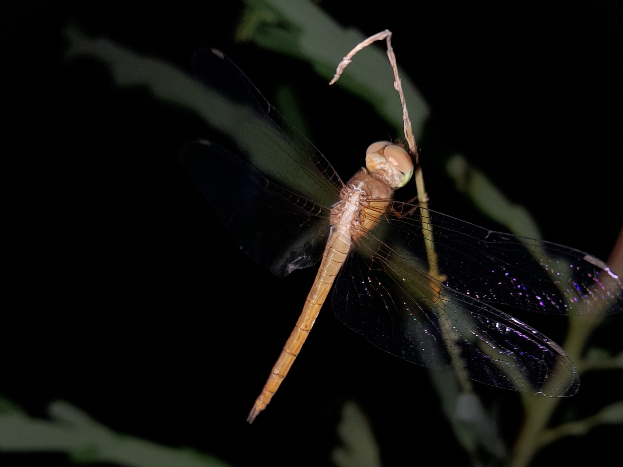 Coral-Tailed Cloudwing