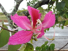 Bauhinia × blakeana