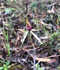 Caladenia reticulata