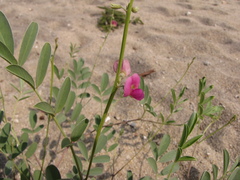 Tephrosia senna