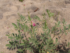 Tephrosia senna