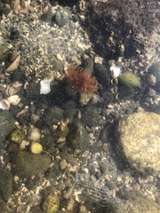 Eudistylia polymorpha