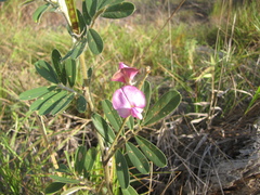 Tephrosia nitens