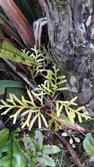 Libocedrus bidwillii