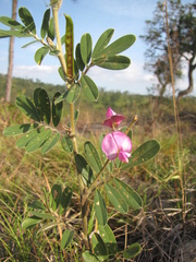 Tephrosia nitens