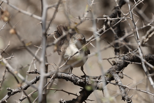 Upcher's Warbler (Hippolais languida)