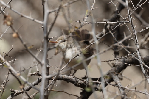 Upcher's Warbler (Hippolais languida), photo 2