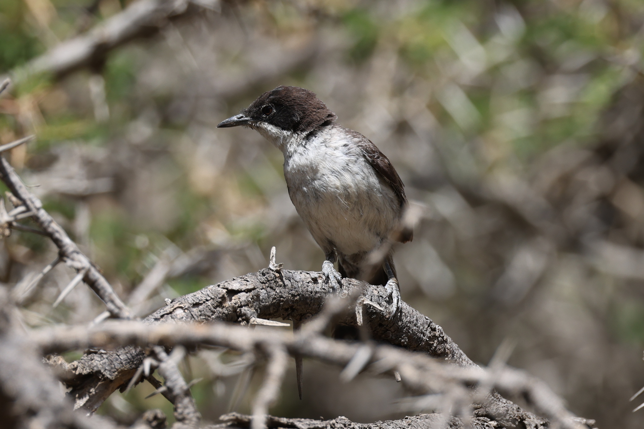 Arabian Warbler (Curruca leucomelaena)