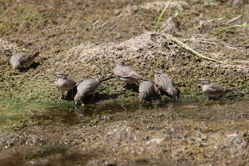 Rufous-capped Lark (Calandrella eremica), photo 3