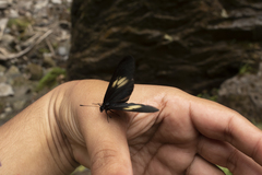 Altinote ozomene nox