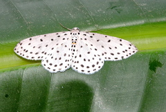 Antipercnia belluaria