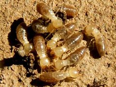 Reticulitermes aegeus