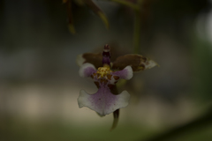 Cyrtochiloides ochmatochila