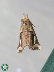 Calledema sura