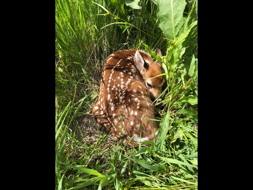 White-tailed Deer photographed in Iowa
