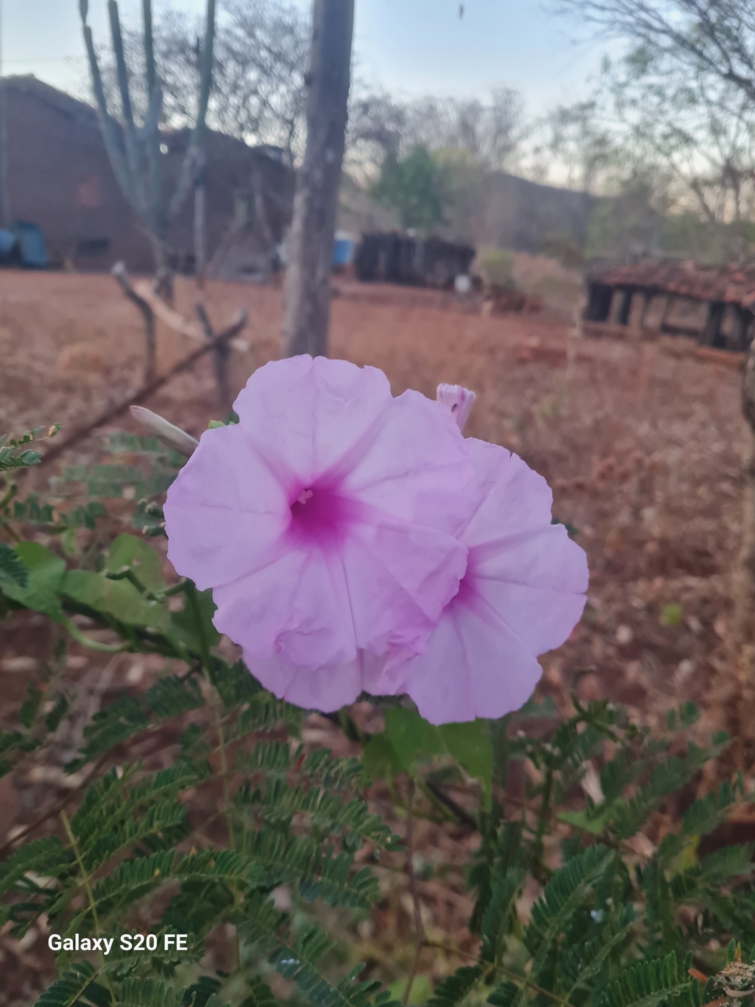 Ipomoea carnea