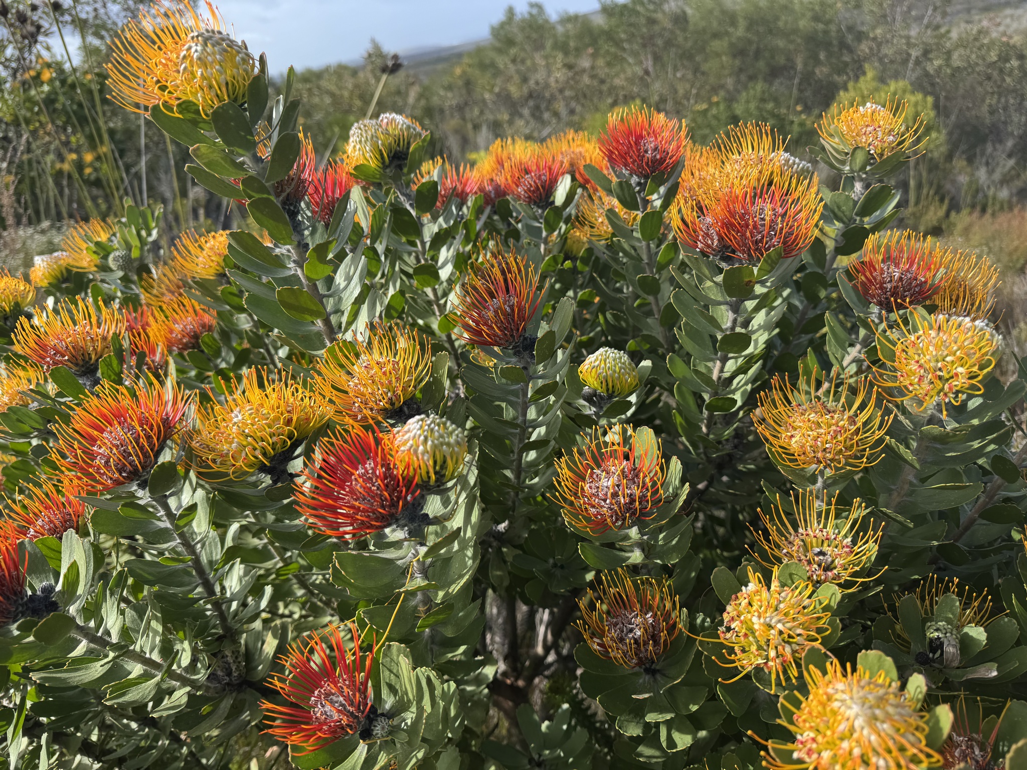 Leucospermum