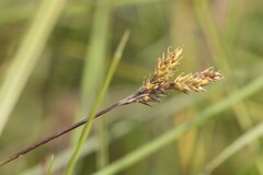 Early Sedge (Carex praecox)