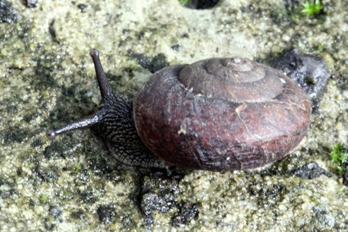 Camaenidae