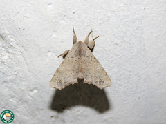 Olceclostera irrorata