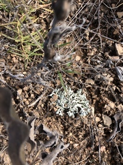 Xanthoparmelia chlorochroa