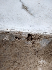 Uperodon taprobanicus