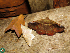 Adeloneivaia apicalis