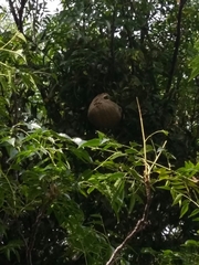 Polybia occidentalis