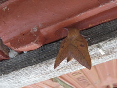 Adeloneivaia apicalis