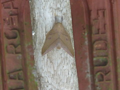 Adeloneivaia apicalis