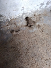 Uperodon taprobanicus