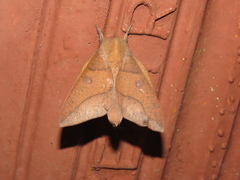 Adeloneivaia apicalis