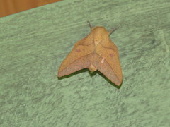 Adeloneivaia apicalis