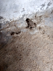 Uperodon taprobanicus