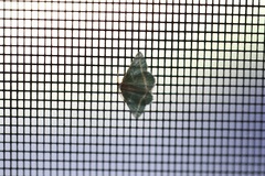 Mixocera latilineata