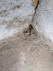 Uperodon taprobanicus