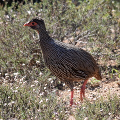 Pternistis afer castaneiventer