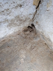 Uperodon taprobanicus