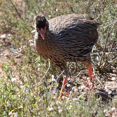 Pternistis afer castaneiventer