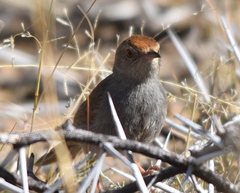 Cisticola fulvicapilla fulvicapilla