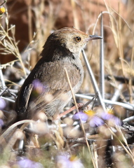 Cisticola fulvicapilla fulvicapilla