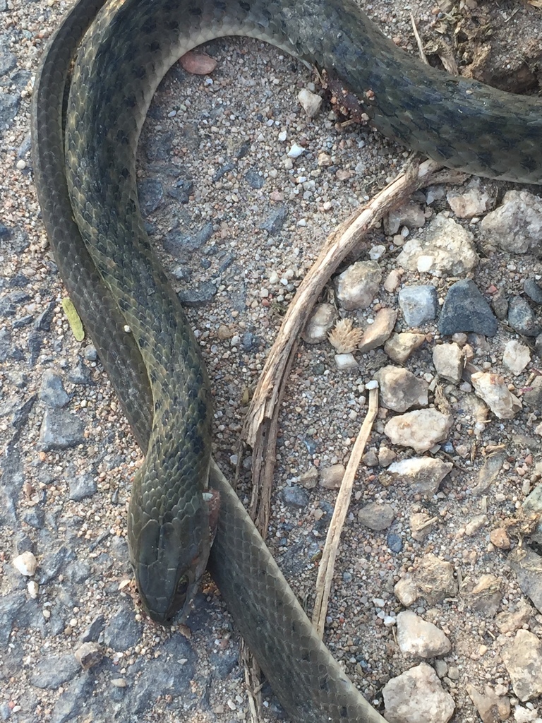 Chequered Keelback In October 2019 By K S Gopi Sundar · Inaturalist