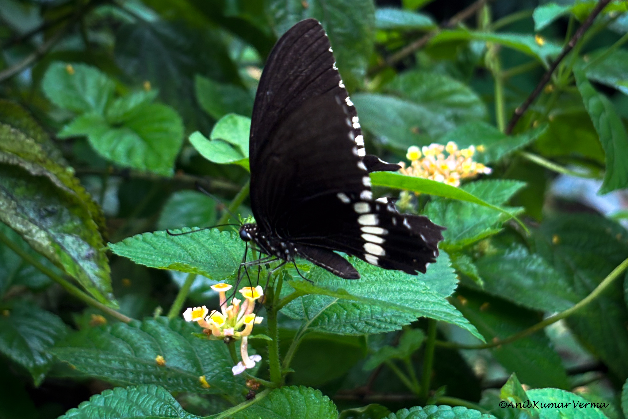 Common Mormon
