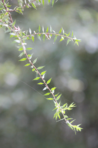Melaleuca styphelioides