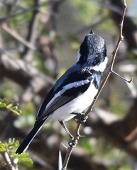 Batis molitor molitor