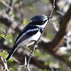 Batis molitor molitor