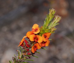 Dillwynia hispida