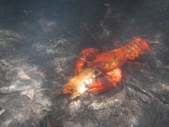 Euastacus