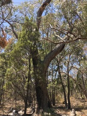 Eucalyptus andrewsii